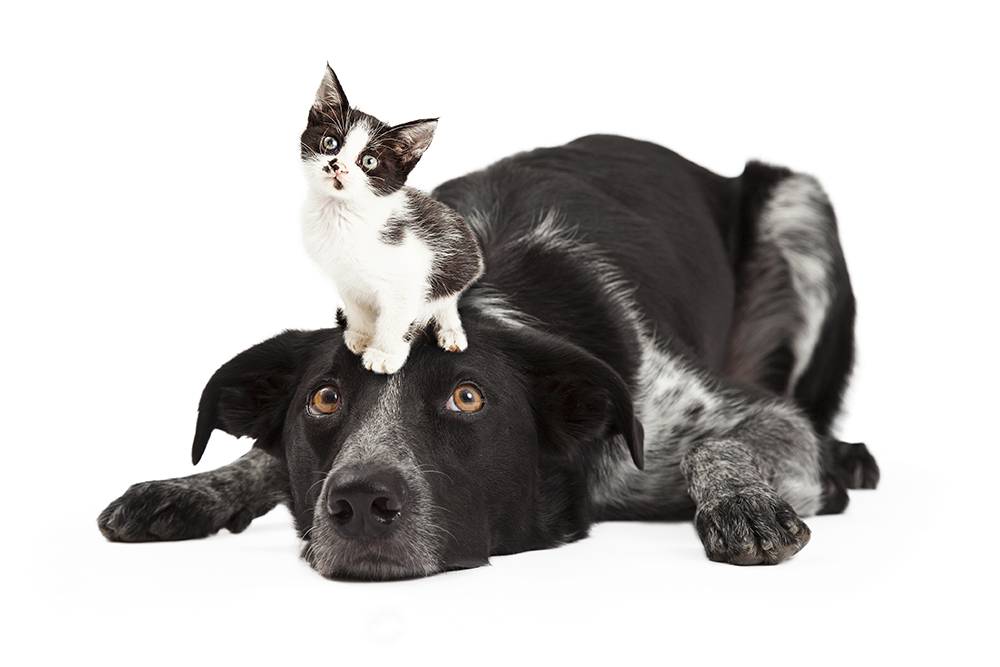 Give Your Pets the Clean Diet They Deserve
