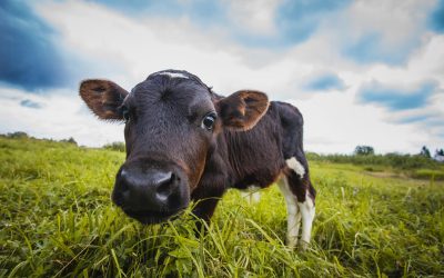 Go Grass-Fed for National Dairy Month