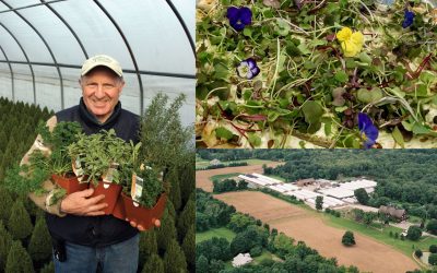 LOCAL FLAVOR: Gilbertie’s Herbs and Microgreens