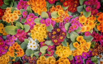 May Newsletter