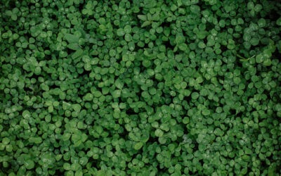 March Newsletter 2026